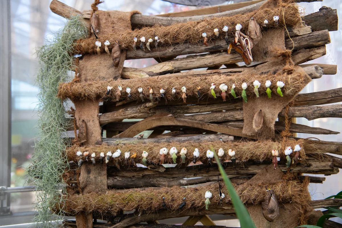 Impressionen vom Schmetterlingshaus im Gartencenter Meier in Dürnten